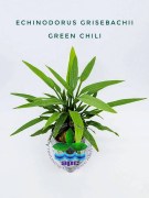 Echinodorus Grisebachii Green Chili